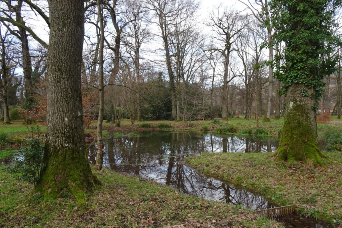 lichter Wald mit Wasser und Abfluss