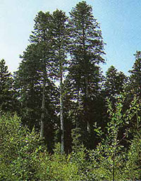 Tanne (Abies)
