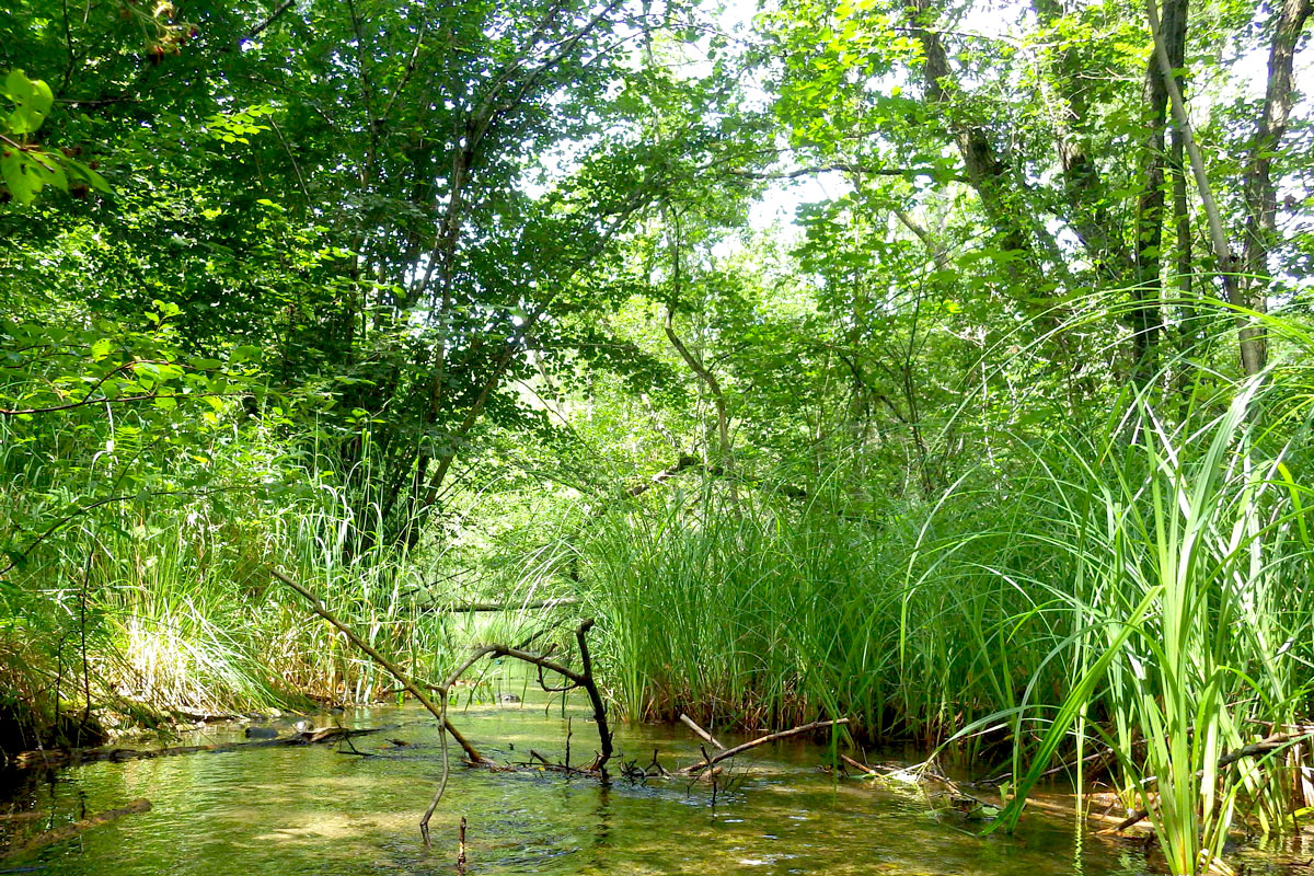 Gewässer im Wald