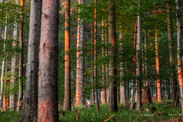 Bäume im Wald