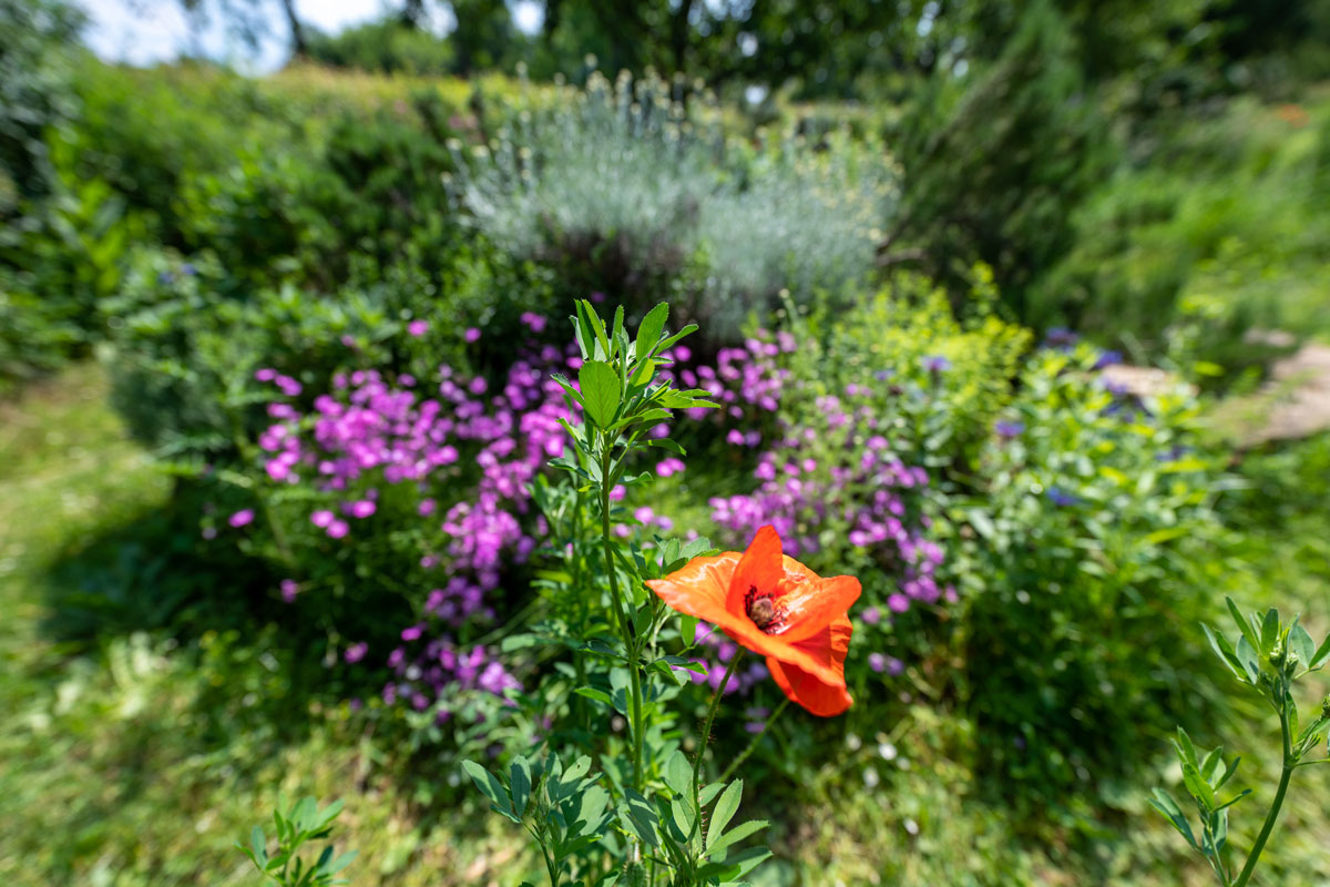 Blumen im Garten