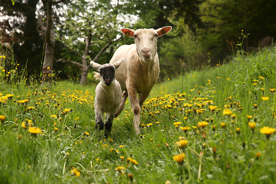 (Foto: Sophie Aschauer)