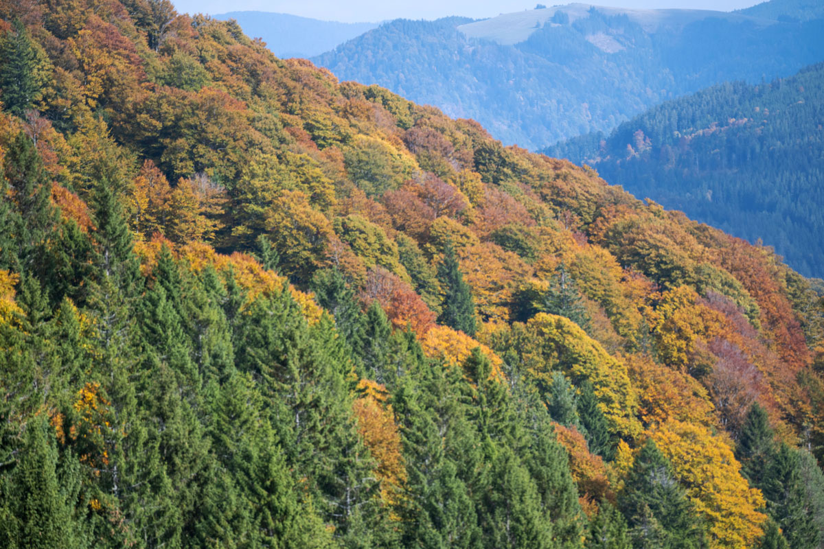 Bergwald