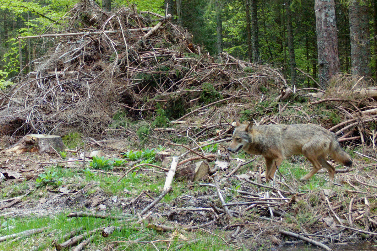 Wolf
