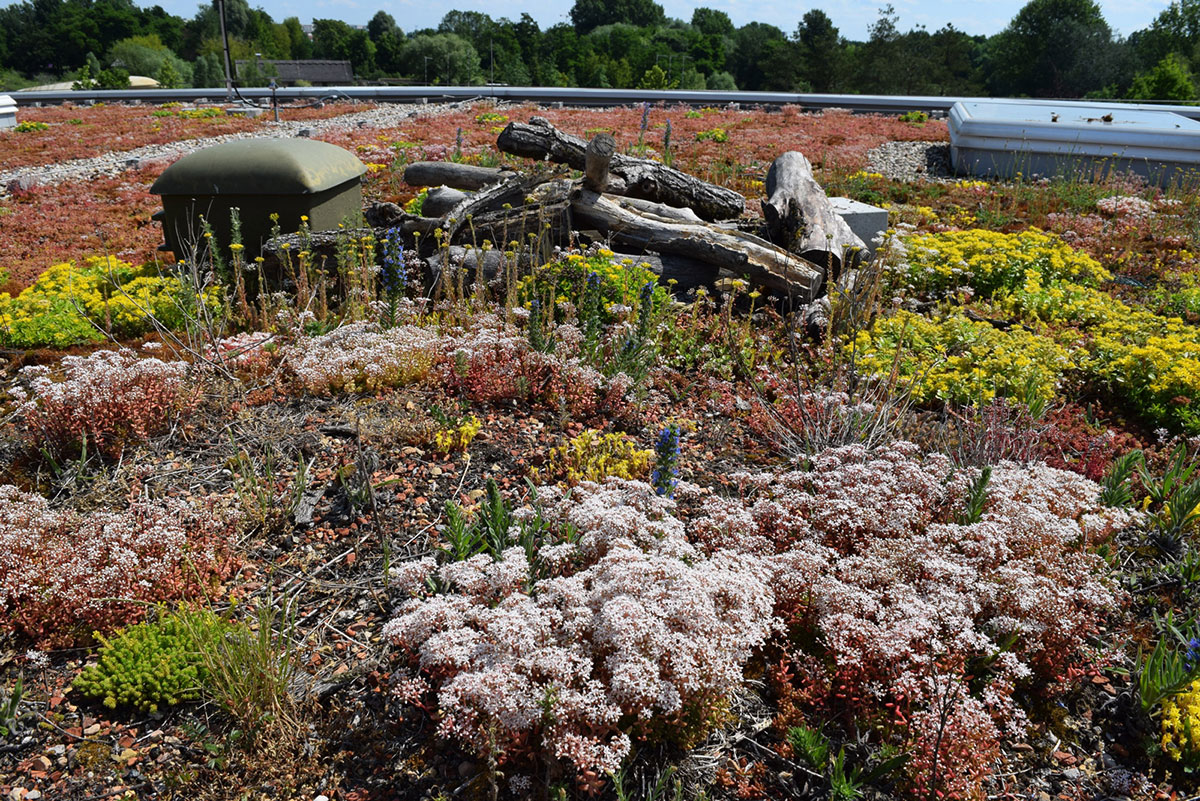 Biodiversitätsdach mit Lebensräumen für Pflanzen und Insekten