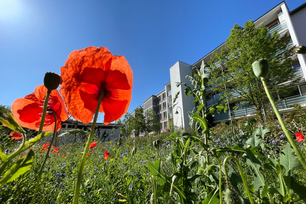 Blumenwiese