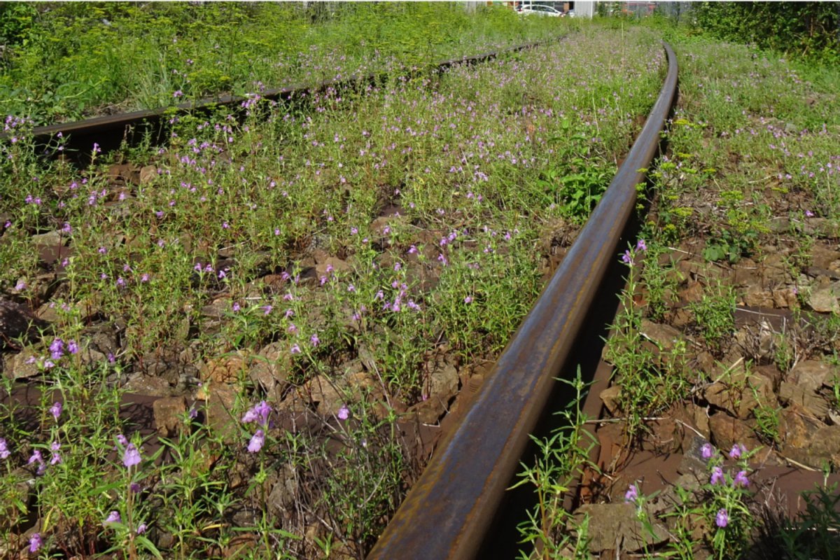 Bahngleise mit "Unkraut"