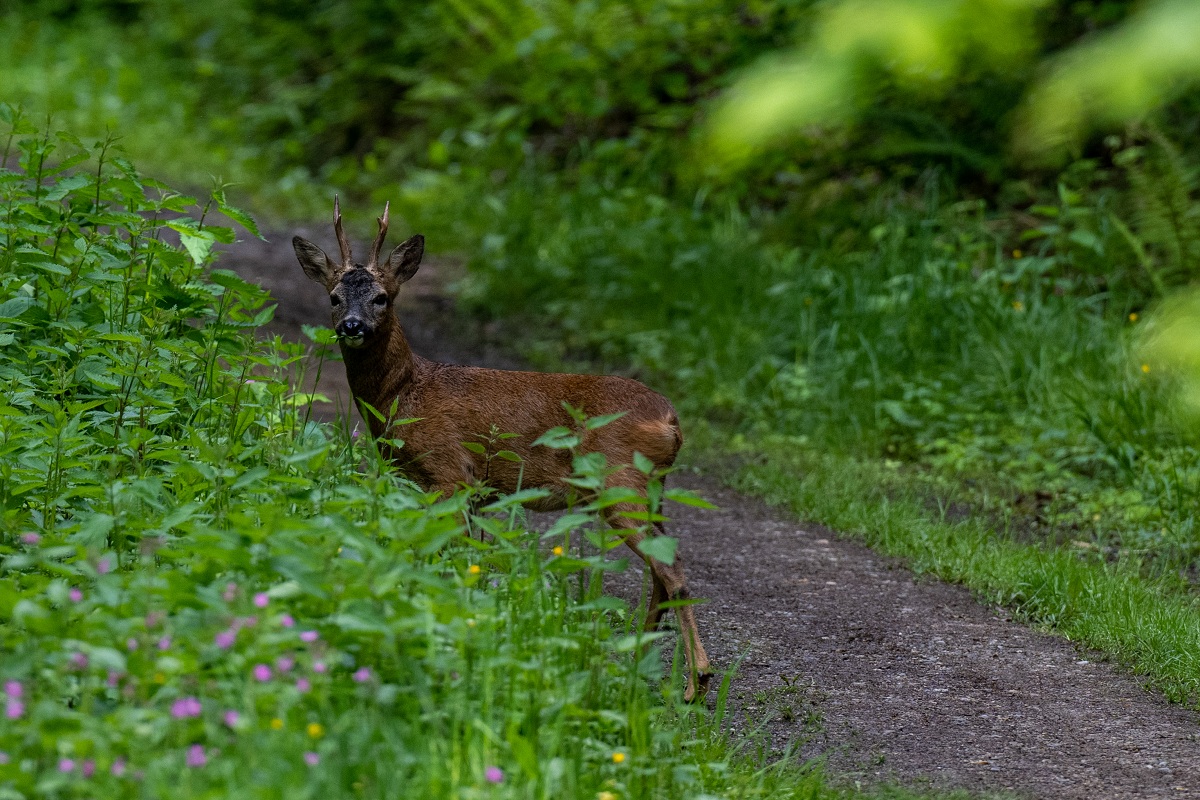 Ein Reh im Wald.