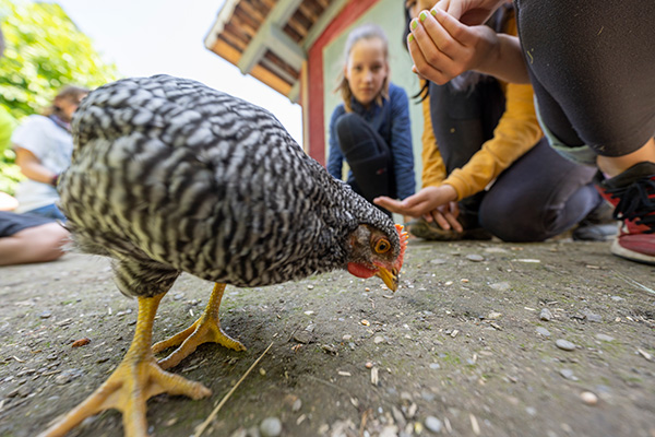 Kinder füttern ein Huhn