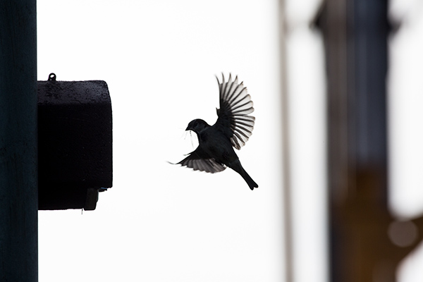 Ein Vogel fliegt im Landeanflug zum Nistkasten