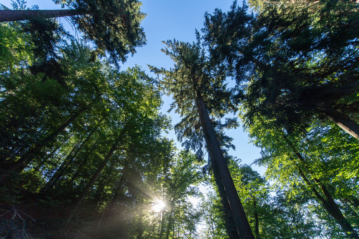 Hohe Bäume im Wald