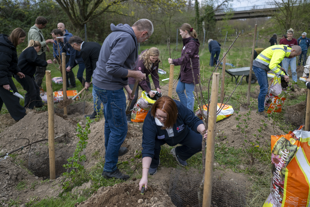 Mehrere Menschen pflanzen Obstbäume ein