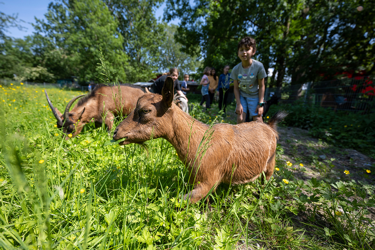 Kinder und Ziegen auf einer Wiese